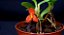Mini Orquídea Maxillaria Sophronitis - Imagem 4