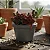 Hot Chocolate - Stapelia Schinzii - Imagem 3