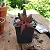 Hot Chocolate - Stapelia Schinzii - Imagem 2