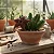 Hot Chocolate - Stapelia Schinzii - Imagem 1