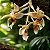 Stanhopea Oculata (Porte Grande - NO VASO) - Imagem 3