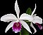 Cattleya Purpurata Tipo - Laelia Tipo - Imagem 2