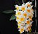 Dendrobium Thyrsiflorum - Imagem 2