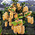 Dendrobium Thyrsiflorum - Imagem 1