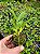 Dendrobium Thyrsiflorum - Imagem 6