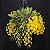 Dendrobium Aggregatum - Imagem 8
