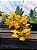 Dendrobium Aggregatum - Imagem 4