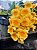 Dendrobium Aggregatum - Imagem 2
