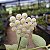 Hoya Sweetheart Krohniana -Lacunosa (Muda Menor) (Flor de cera ) - Imagem 4