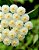 Hoya Sweetheart Krohniana - Hoya Lacunosa - Imagem 1