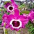 Dendrobium Nobile Freya - Imagem 1