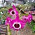 Dendrobium Nobile Freya - Imagem 2