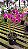 Dendrobium Nobile Freya - Imagem 3