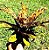 Bromelia Aechmea Orlandiana - Imagem 2
