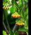 Hoya Densifolia (Flor de cera ) - Imagem 2