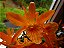 Dendrobium Stardust Firebird - Imagem 3