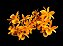 Dendrobium Stardust Firebird - Imagem 1