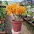 Dendrobium Stardust Firebird - Imagem 1