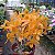 Dendrobium Stardust Firebird - Imagem 2