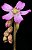 Planta Carnivora: Drosera Capillaris - Imagem 2