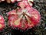 Planta Carnivora: Drosera Capillaris - Imagem 1