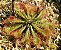 Planta Carnivora: Drosera Capillaris - Imagem 3