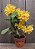 Dendrobium Sulcatum - Imagem 1