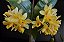 Dendrobium Sulcatum - Imagem 3