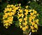 Dendrobium Chrysotoxum - Imagem 5