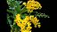 Dendrobium Chrysotoxum - Imagem 4