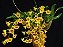 Dendrobium Chrysotoxum - Imagem 3