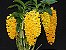 Dendrobium Densiflorum - Imagem 3