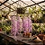 Orquídea Dendrobium Anosmum Tipo - Imagem 1
