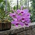 Orquídea Dendrobium Anosmum Tipo - Imagem 4