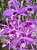 Dendrobium Anosmum Tipo (No Toco) - Imagem 1