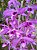 Dendrobium Anosmum Tipo - Imagem 1