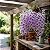 Orquídea Dendrobium Anosmum Tipo - Imagem 3