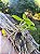 Orquídea Dendrobium Anosmum Tipo - Imagem 7
