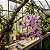 Orquídea Dendrobium Anosmum Tipo - Imagem 2