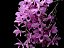 Dendrobium Anosmum Tipo - Imagem 4