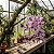 Dendrobium Anosmum Tipo - Imagem 4