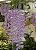 Dendrobium Anosmum Tipo (No Toco) - Imagem 5