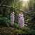Orquídea Dendrobium Anosmum Tipo - Imagem 5