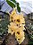 Dendrobium Nobile Amarelo Miolo Escuro - Imagem 1