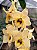 Dendrobium Nobile Amarelo Miolo Escuro - Imagem 3