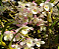 Denbrobium Nobile Pink Sweet Perfumada (Super Promoção) - Imagem 2