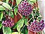 Hoya Pubicalyx Red Button (flor de cera negra) - Imagem 1
