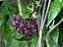 Hoya Pubicalyx Red Button (flor de cera negra) - Imagem 2