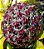 Hoya Pubicalyx Red Button (flor de cera negra) - Imagem 3