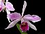 Cattleya Purpurata Striata x Sib - Imagem 1